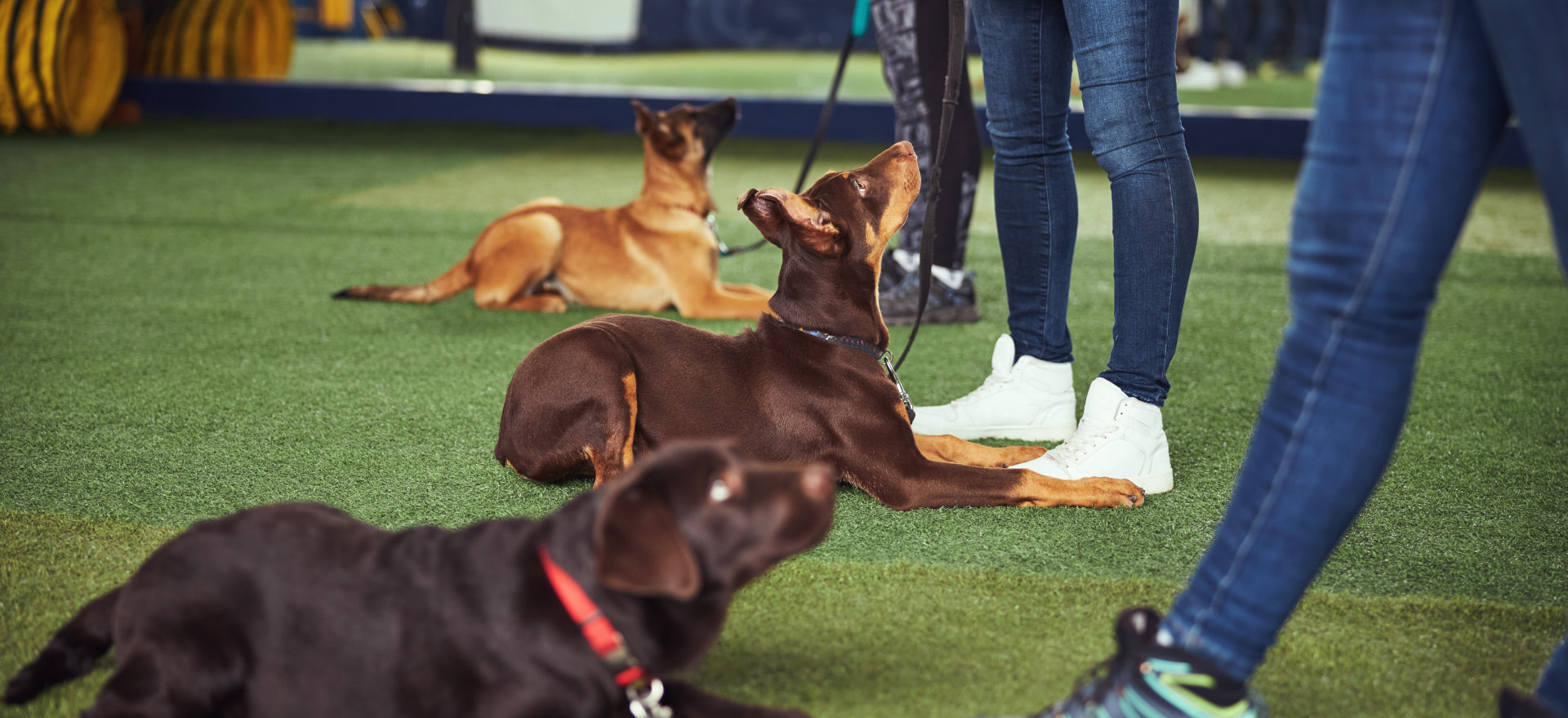  Paws to Lead Dog Training