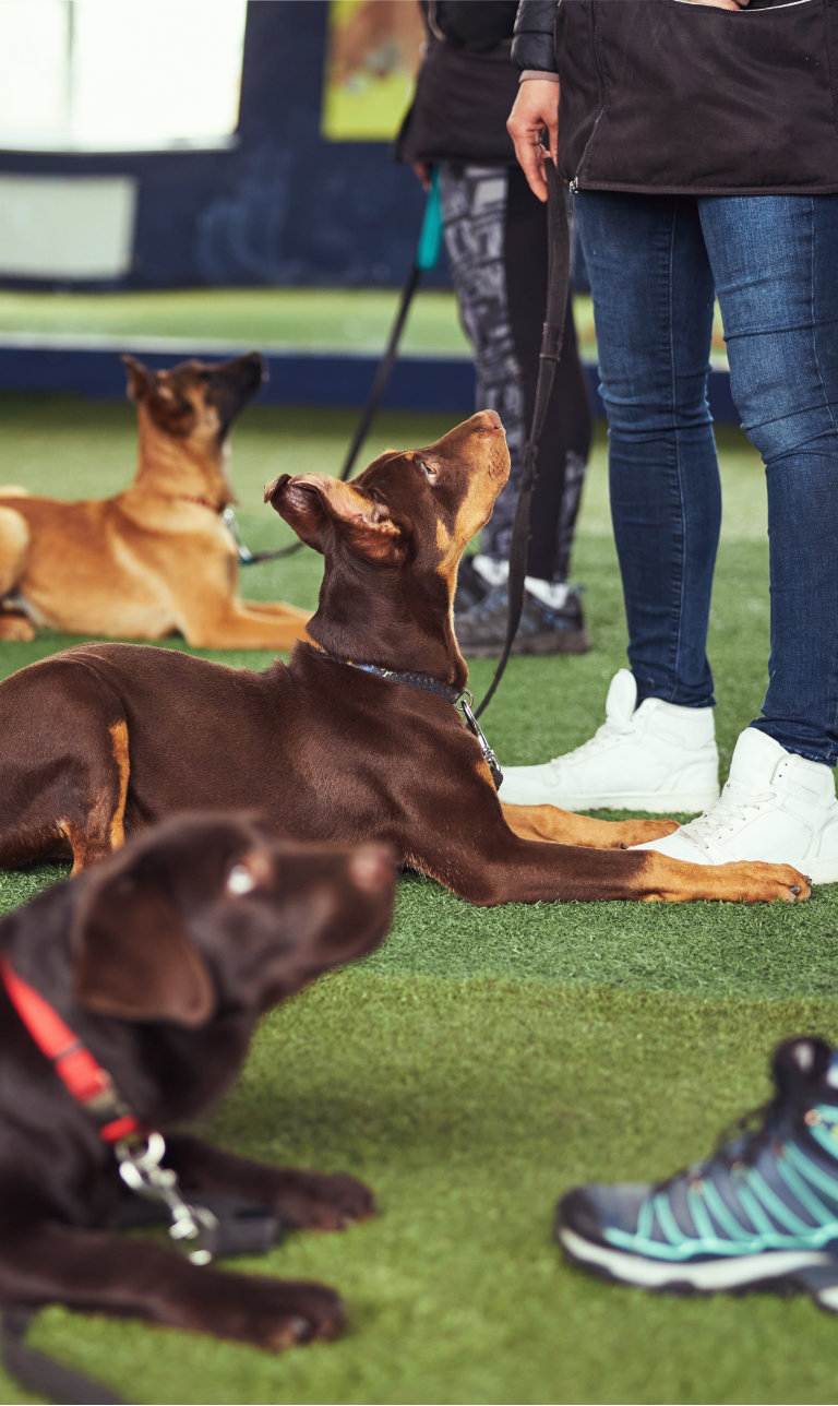  Paws to Lead Dog Training