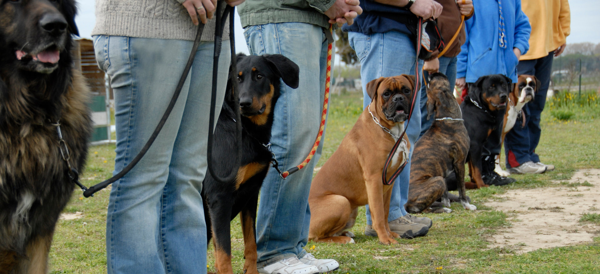  Paws to Lead Dog Training