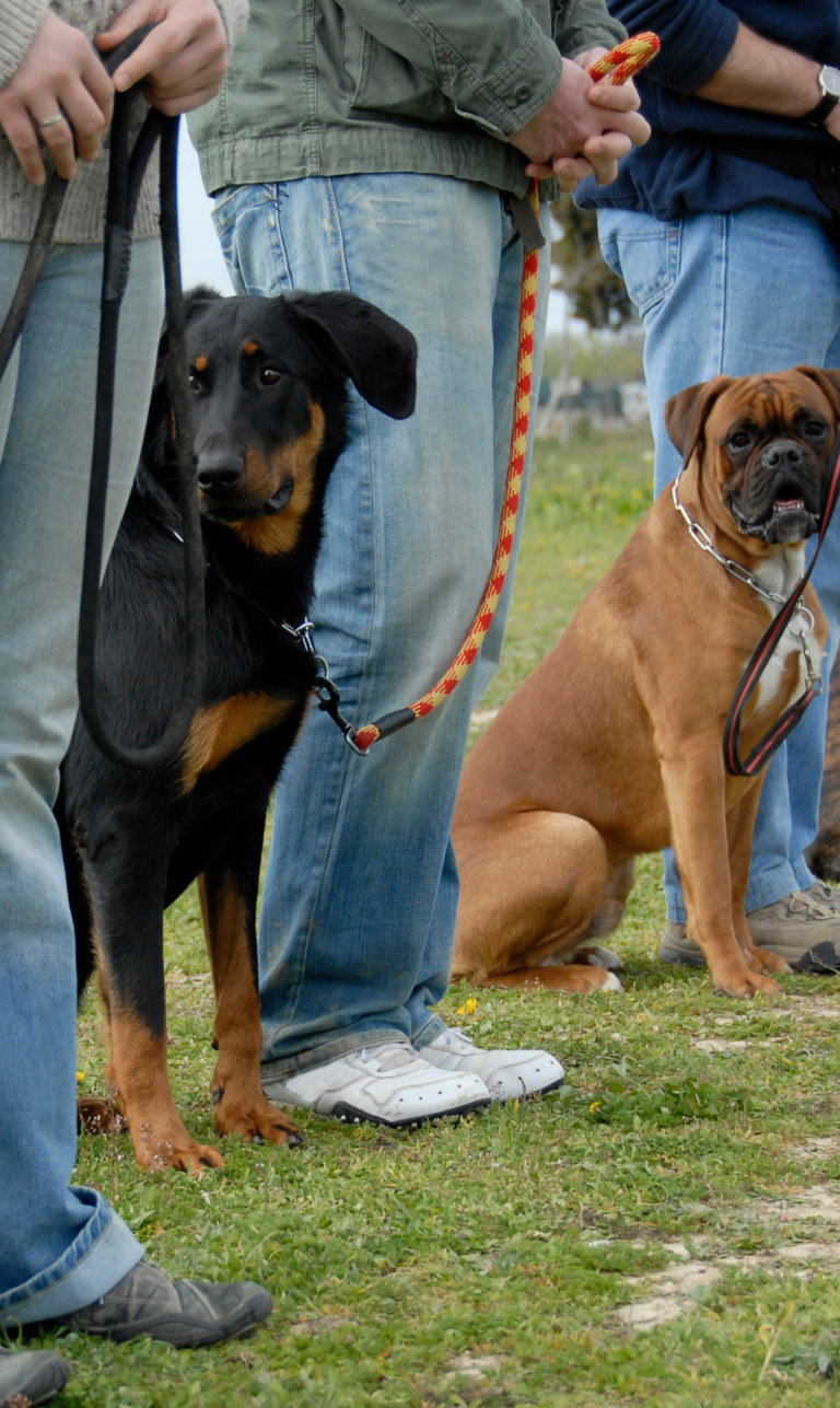  Paws to Lead Dog Training